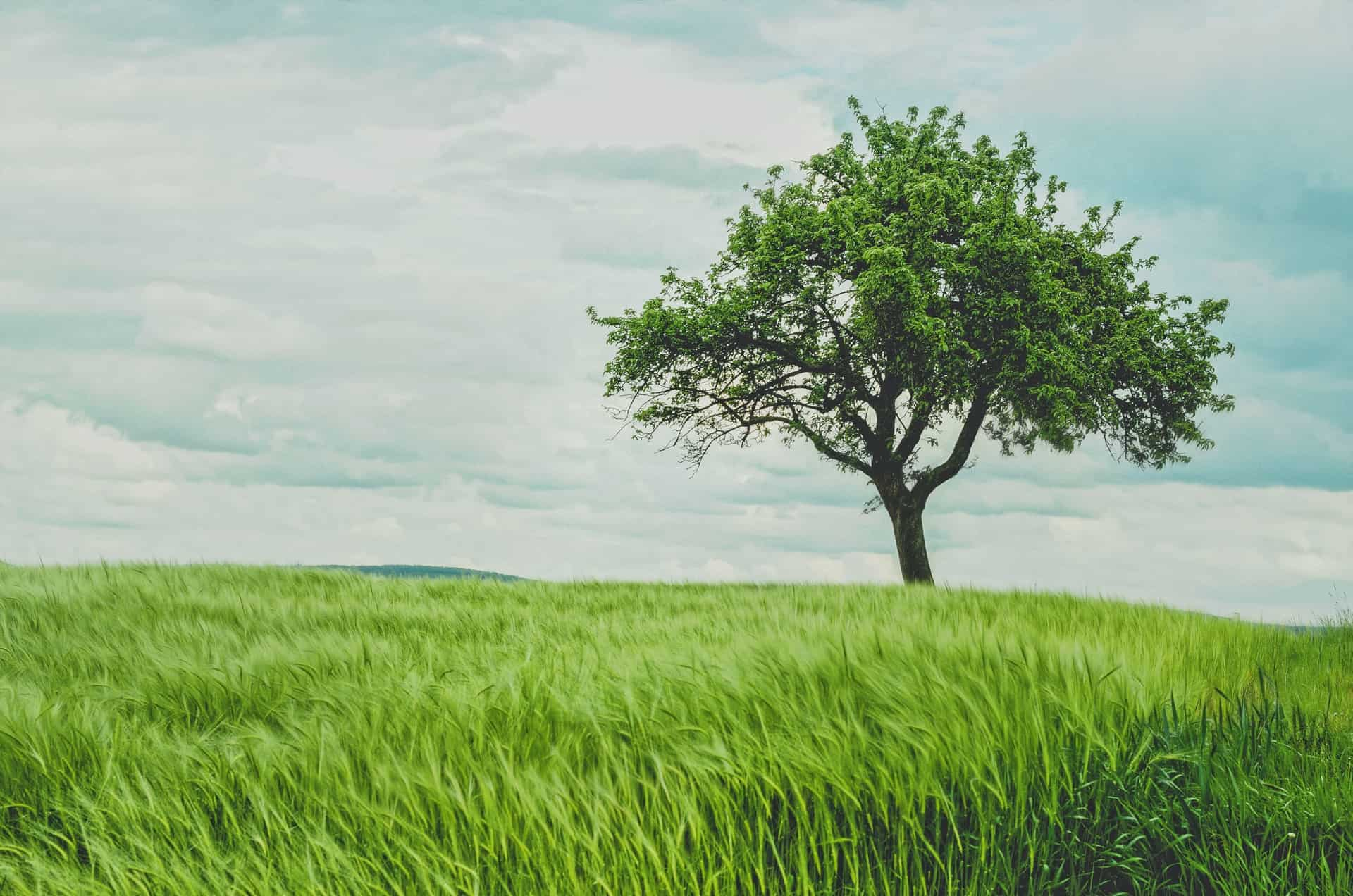 Kemoway : Rouler Vert, Planter un Arbre 🌱
